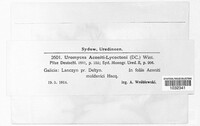 Uromyces aconiti image